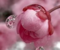 Pretty Pink Flower