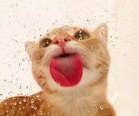 Cat Licking Water Drops