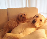 Cuddling Dogs