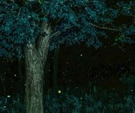 Fireflies