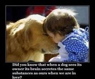 when a dog see his owner