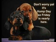 Its Hump Day