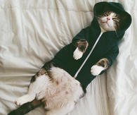 Sleeping Cat in A Hoodie