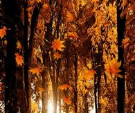 Falling Leaves Animated