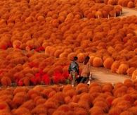 Fall Hitachi Seaside Park - Japan
