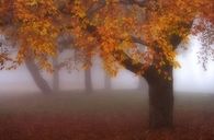 Foggy Autumn