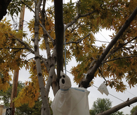 Hanging ghost tree decorations