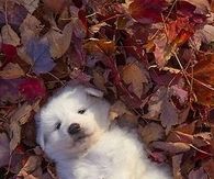 Puppy lying on Leaves