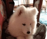 Samoyed Smiles for Camera!