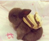 Bunny wearing a backpack