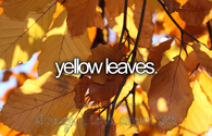 Yellow leaves