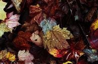 Wet leaves
