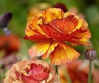 Ranunculus in Fall Colors