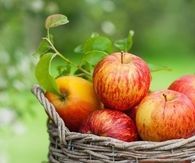 Basket of Apples