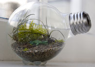 DIY Tiny Terrarium