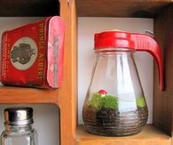 Syrup jar terrarium