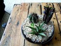 Cactus Terrarium