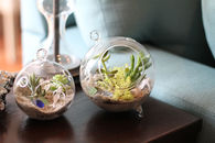 Succulent sea terrarium