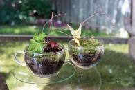 Tea cup terrarium