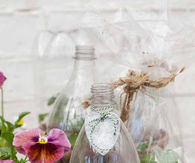 Soda bottle terrarium