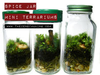 Spice Jar Mini Terrariums