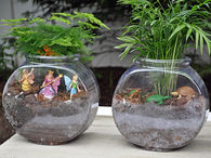 Fish bowl terrariums