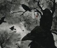 Black crows