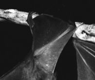 Kissing bats