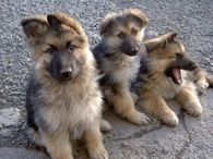 Cute Dog Family