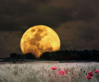 Earth rise