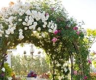 Rose covered arbor