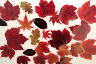 Autumn leaf magnets