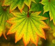 Beautiful Autumn leaves