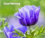 Good morning Have a Blessed Day