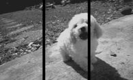 Puppy Jumping into Screen 3D
