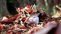 Cat Playing in the Leaves