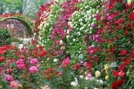 Wall of Roses
