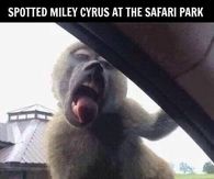 I spotted Miley