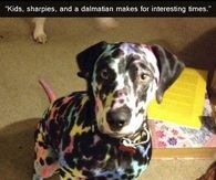 Kids sharpies and dalmation