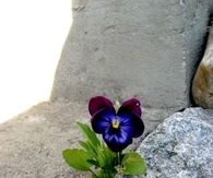 Beauty is found everywhere