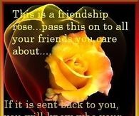This is a friendship rose, pass it on to all your friends...