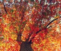Looking Up at Fall Tree