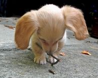 Cute Puppy with a Stick