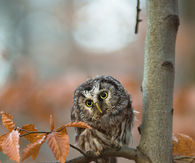 Cute Owl in the Fall
