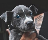 Blue Eyed Dog