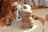 Mama & Baby Bulldogs