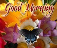 Good Morning