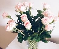 White Pink Roses