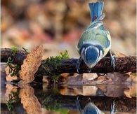 Bird Reflection