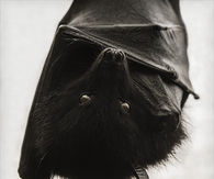 Hanging bat